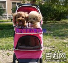 寵物推車 便捷出行，呵護(hù)愛(ài)寵的健康生活